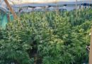 Zbulohet plantacion me 500 bimë kanabis në Zhegoc të Gjilanit, arrestohen tre persona