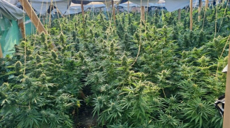 Zbulohet plantacion me 500 bimë kanabis në Zhegoc të Gjilanit, arrestohen tre persona